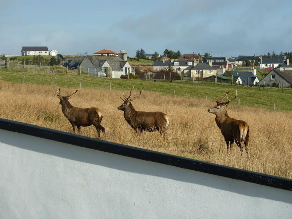 Taigh Geal Daire Stornoway  Dış mekan fotoğraf